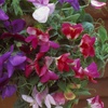Image 2: Fragrant Trailing Sweet Pea