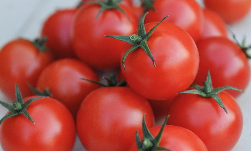 Image 8: Tomato Plants - Mixed Varieties - 3 or 6 Plants