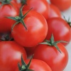 Image 8: Tomato Plants - Mixed Varieties - 3 or 6 Plants