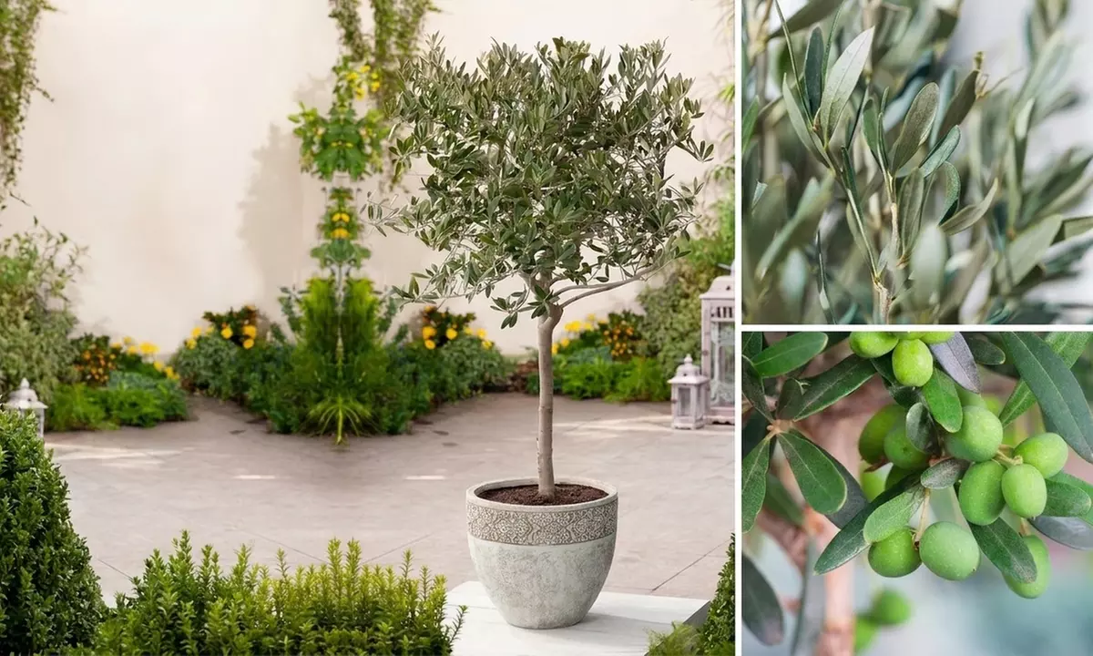 Patio und Garten Möbel-Set – Deals & Coupons