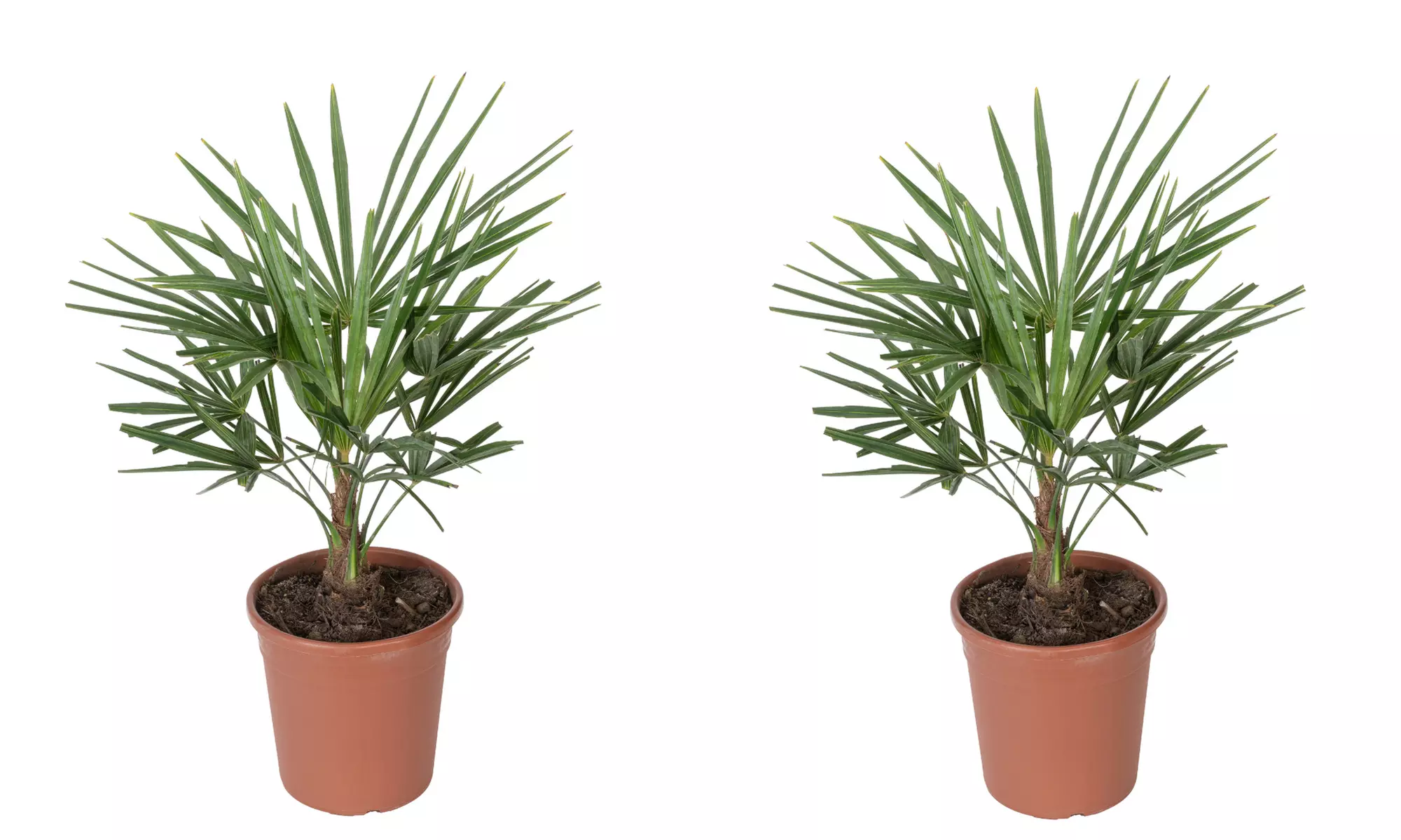 1 ou 2 palmiers "Trachycarpus fortunei" de Gardenzo