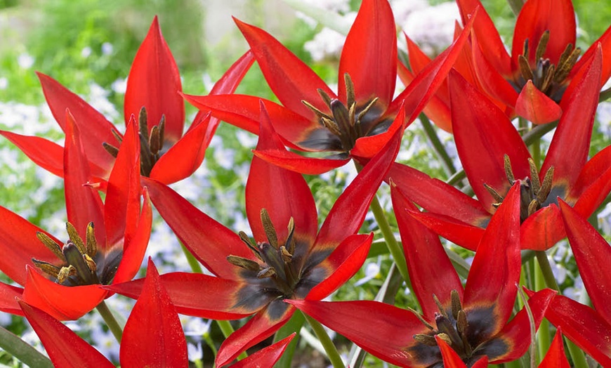 Image 4: 20 or 40 Hardy Tulips 'Rock Garden' Mixed Spring Flowering Bulbs