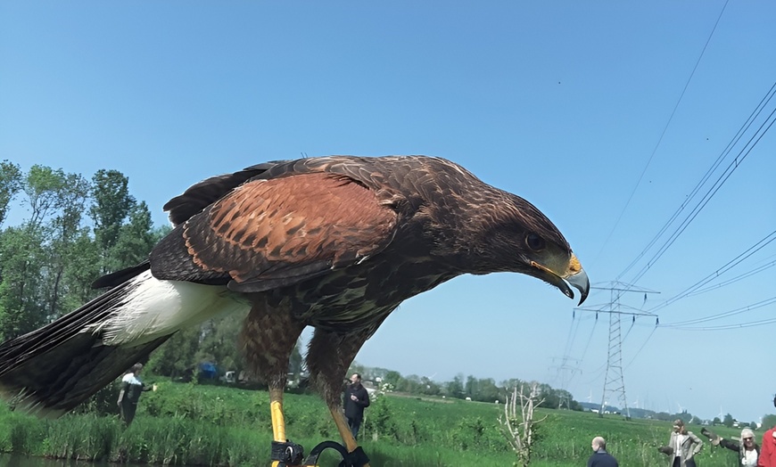Image 8: Roofvogelworkshop