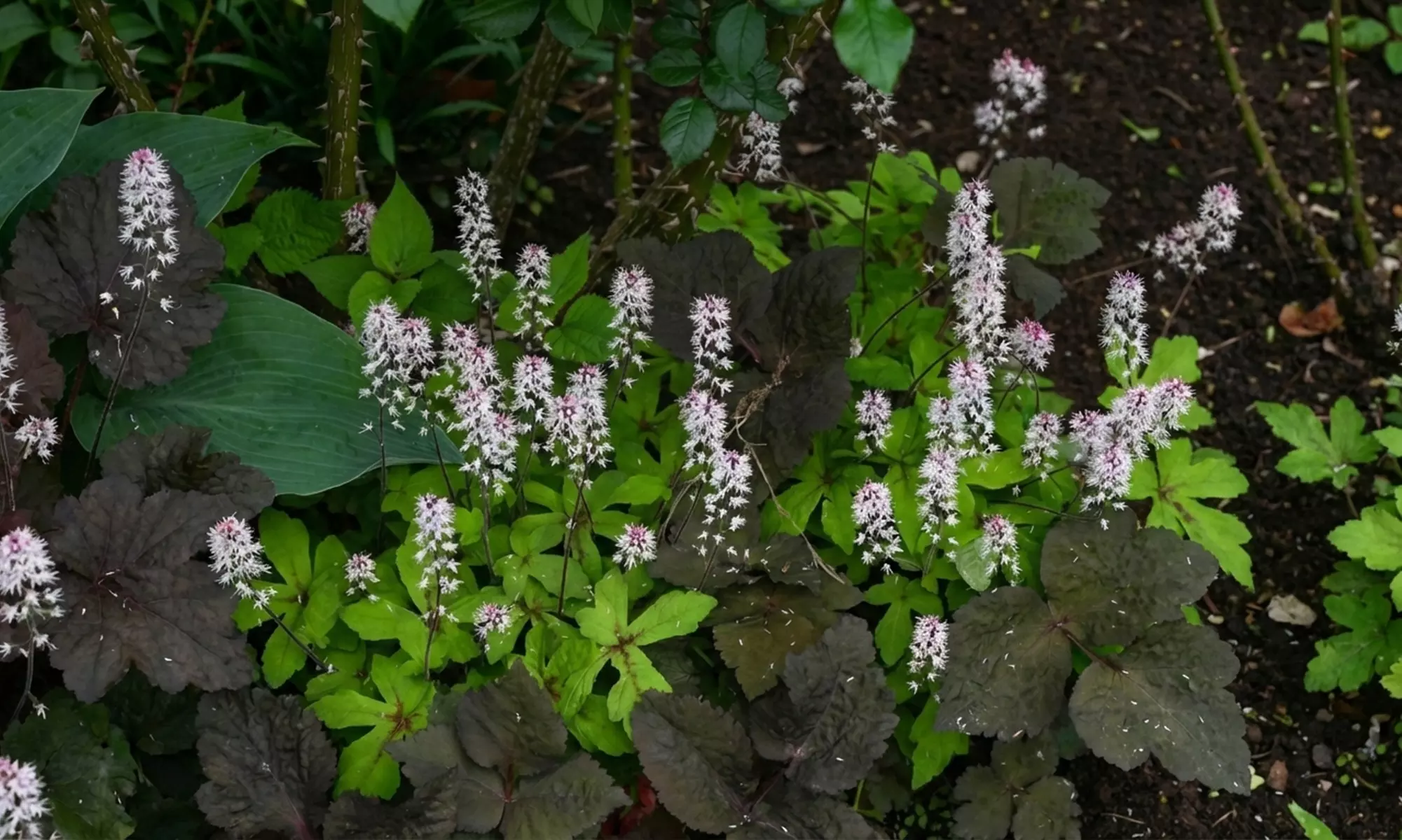 Mehrjähriges 8er-Staudenbeet-Set „Nora“