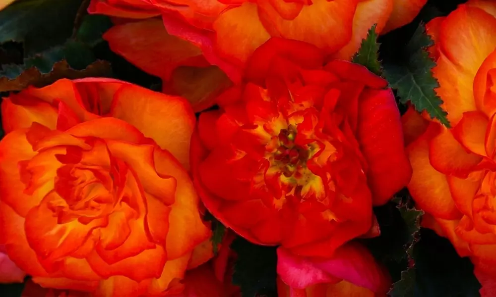 Begonia Nonstop Fire or Mocca Mix - 30 or 60 Plants