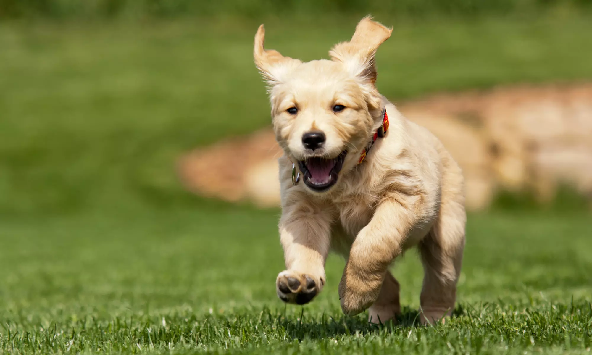 $69 for $150 Worth of Pet Daycare — PUPPY MANOR - Primary Image
