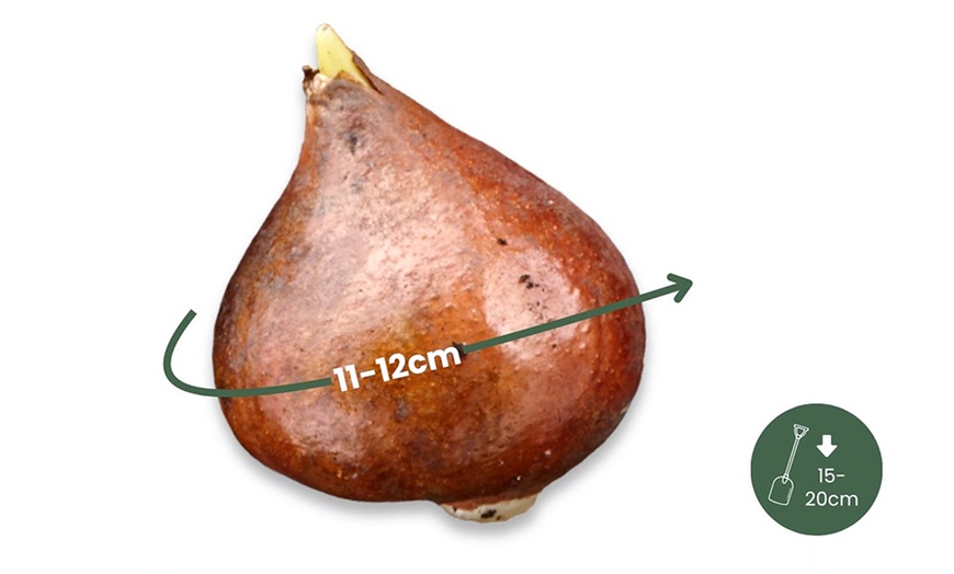 Image 4: Bulbes de tulipes "Tulipa Flaming Beauty"