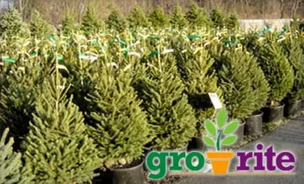 $20 for $40 Worth of Holiday Decorations, Plants, and Garden Accessories at Gro-Rite Greenhouse & Garden Center - Primary Image