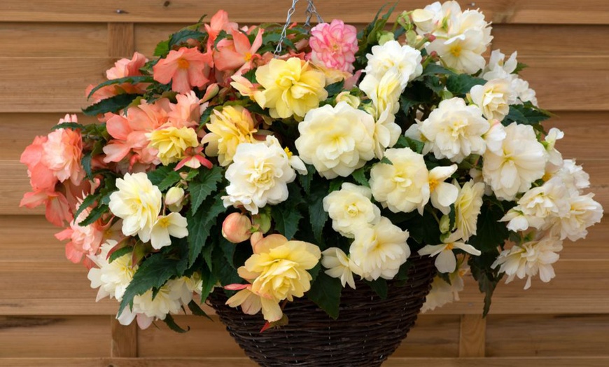 Image 7: Begonia Nonstop Joy Peaches or Sun Dancer Mixed Plug Plant Collections