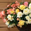 Image 7: Begonia Nonstop Joy Peaches or Sun Dancer Mixed Plug Plant Collections