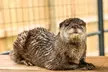 Zoo Admission or 2.5 Hour VIP Animal Encounter Experience at Georgia Untamed Zoo (Up to 40% Off) - Second Medium