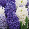 Image 8: Spring Hyacinth Bulb Collections