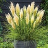 Image 2: Pampas Grass Cortaderia Tiny Pampa 9cm