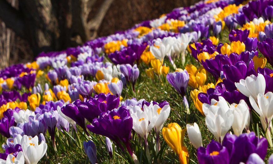 Image 3: Spring Lasagne Bulb Collection 75 Bulbs + Optional Patio Pot & Compost