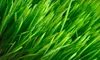 Early Spring Lawn-Fertilization Packages for Quarter, Half, or Full Acre from NaturaLawn of America (Up to 68% Off)