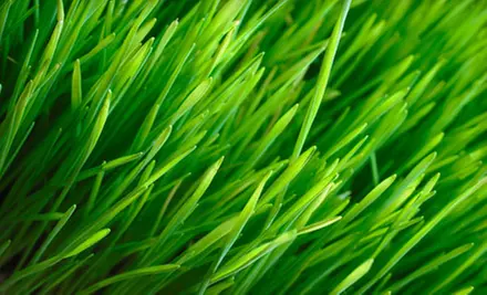 Early Spring Lawn-Fertilization Packages for Quarter, Half, or Full Acre from NaturaLawn of America (Up to 68% Off) - Primary Image