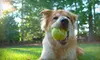 $9 for One-Day Pet-Sitting Package from Savannah Pet Sitters, LLC (Up to $25 Value)