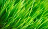 Lawn Aeration and Seeding or Lawn Aeration, Seeding, and Fertilization from ServiceProz Inc. (Up to 60% Off)
