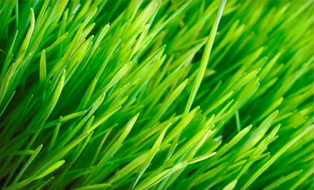 Lawn Aeration and Seeding or Lawn Aeration, Seeding, and Fertilization from ServiceProz Inc. (Up to 60% Off) - Primary Image