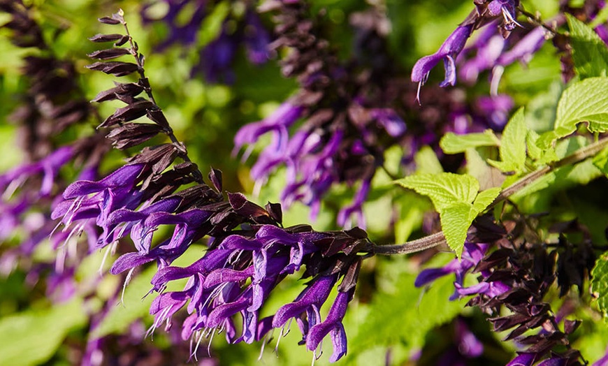 Image 4: One or Three Salvia 'Amistad' Plants