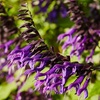 Image 4: One or Three Salvia 'Amistad' Plants