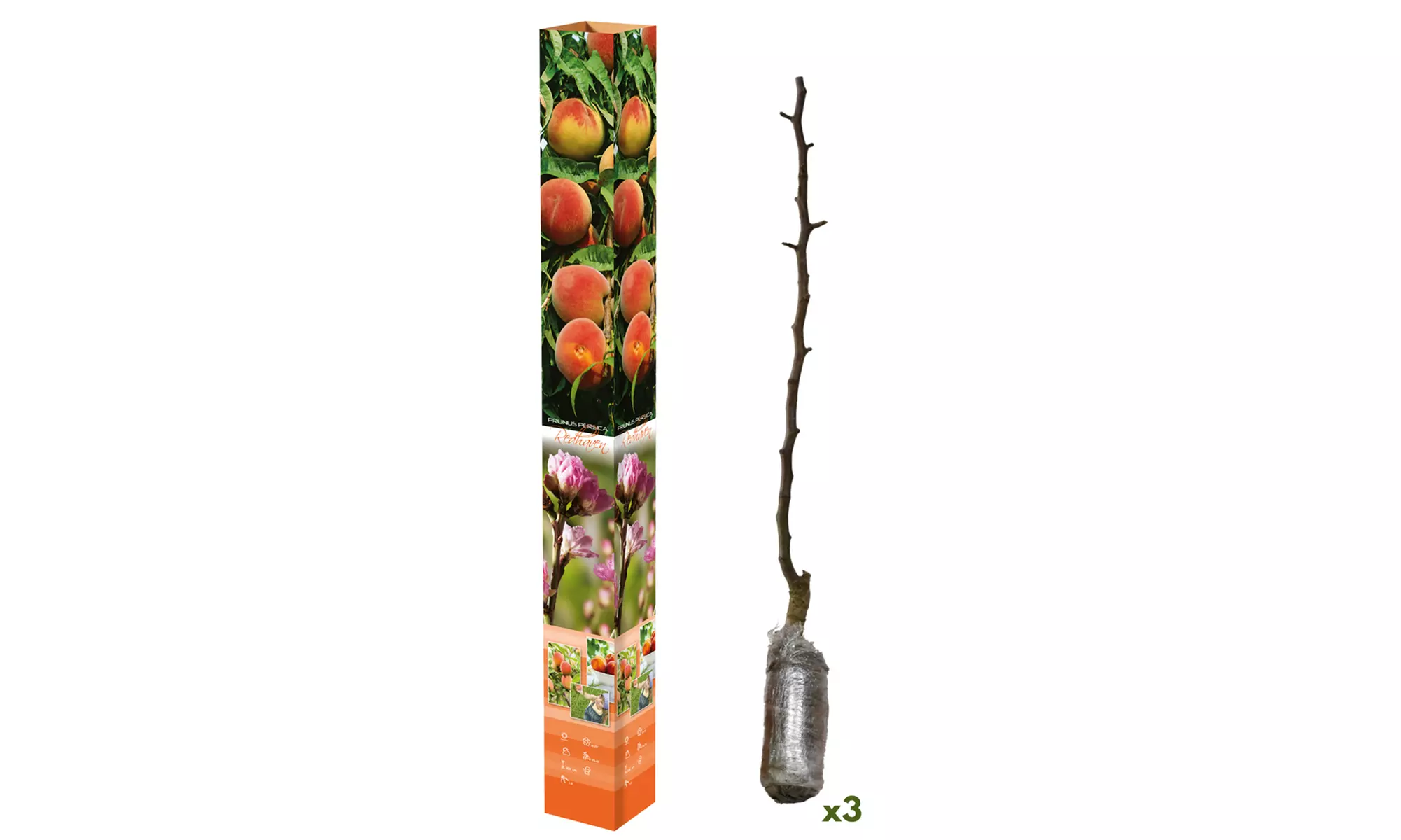 Set van 3 fruitbomen