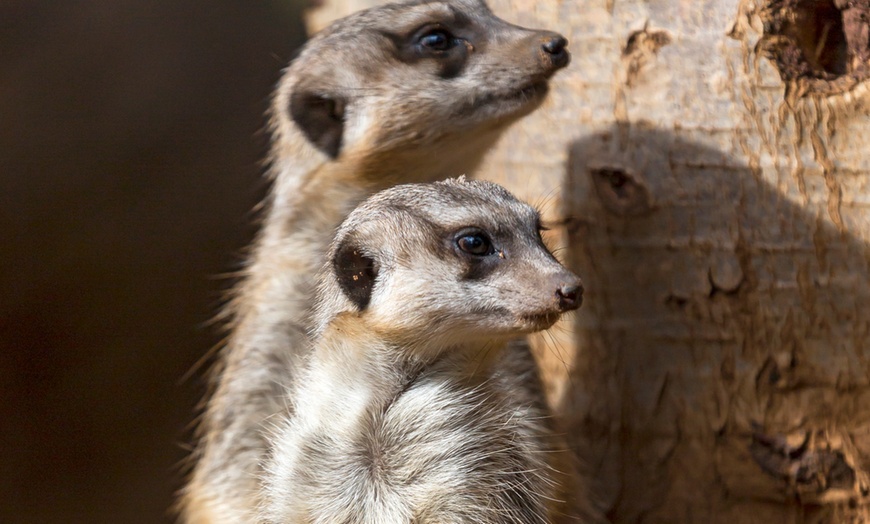 Image 4: ¡Descubre la aventura salvaje en Loro Parque!