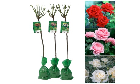 OH2 Set van 3 XXL rozen van 120-140 cm,Oranje, Green