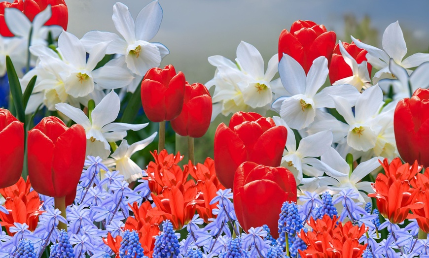 Image 1: 125 o 250 mix di bulbi colorati