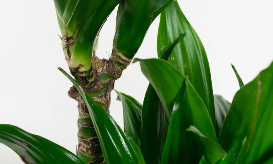 Image 5: Assortiment de 4 "Dragon Trees" de Gardenzo