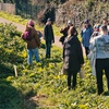 Image 1: Join the Adventure: Two or Four Person Foraging Tour Howth