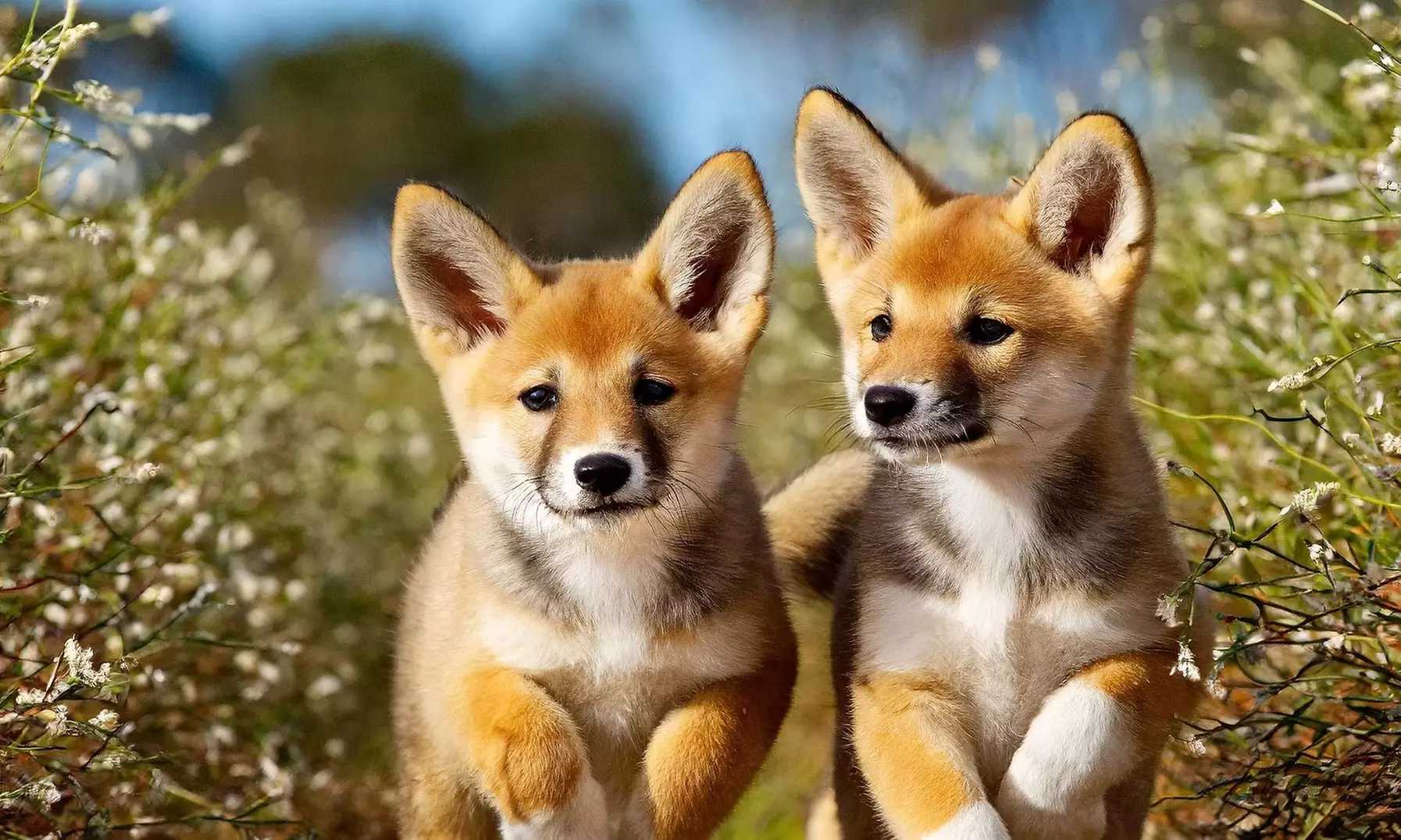 Explore & Enjoy Australian Wildlife with Admission for Child, Adult, Senior, or Family of Up to 5(Up to 21% Off) - Primary Image