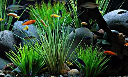 $10 for $25 Worth of Fish, Accessories, and More from Fish Gallery - Primary Image