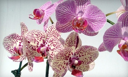 $25 for $50 Worth of Fresh Flowers and Gifts at Flower Market in Clearwater - Primary Image