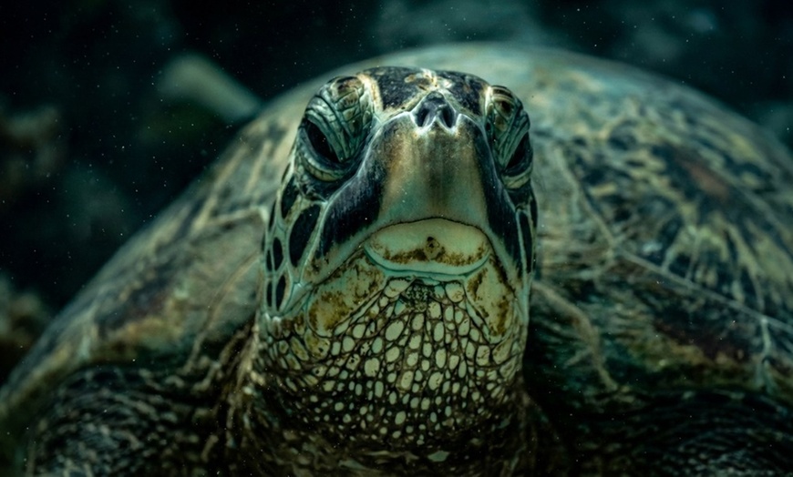 Image 5: Deluxe Scuba Diving or PADI Open Water Certification for 2 or 3 Days