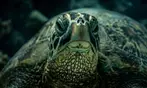 Deluxe Scuba Diving or PADI Open Water Certification for 2 or 3 Days