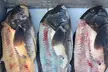 Fishing Trip – Options for 1, 2, or 4 People (Up to 25% Off) - Second Medium