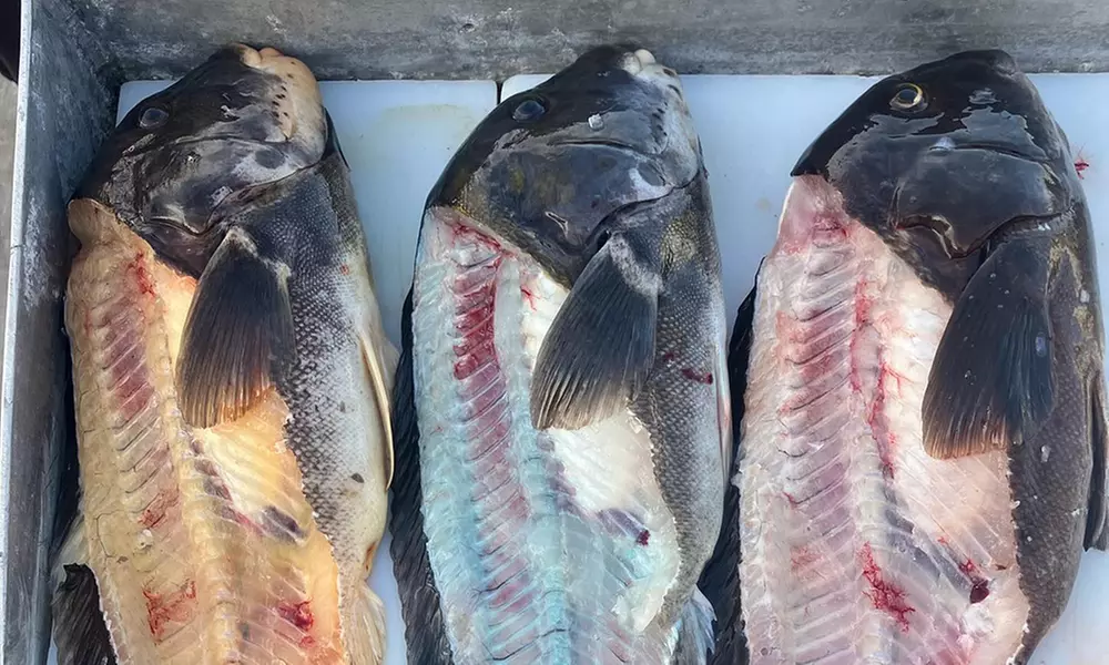 Fishing Trip – Options for 1, 2, or 4 People