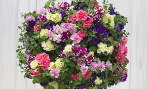 Scented Petunia Frills and Spills, 5, 10 or 20 Plants