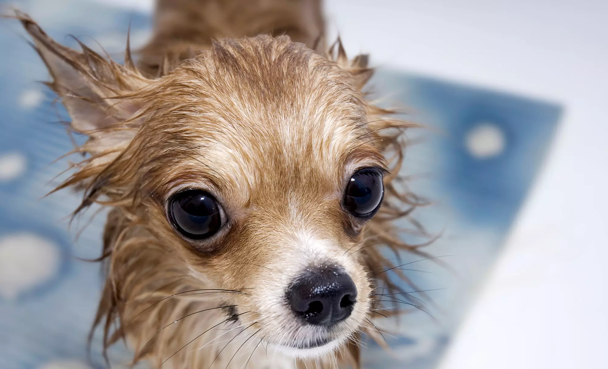 $22 for $40 Worth of Pet Grooming — Besos Pet Salon - Primary Image