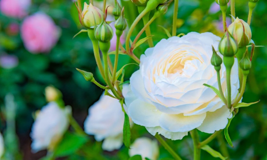 Image 11: Hybrid Tea Rose Collection 