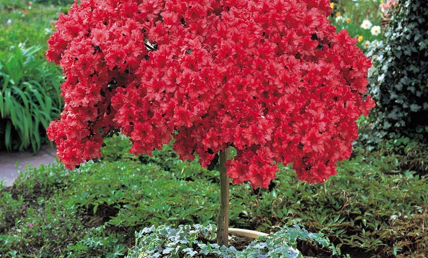 Image 3: Evergreen Azalea Tree