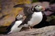 Puffin- and Whale-Watching Tour for Two or Four from Mullowney's Boat Tours (Up to Half Off) - Second Medium