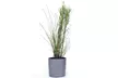 1 ou 2 Miscanthus Gracillimus XL de Rootz, 40-60 cm de hauteur - Second Medium