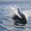 Image 1: Enjoy 90-Min of Dolphin & Manatee River Tour for One or Two