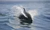Enjoy 90-minute Dolphin Manatee River Tour for One or Two at Dol Fun Tours - Up to 20% Off