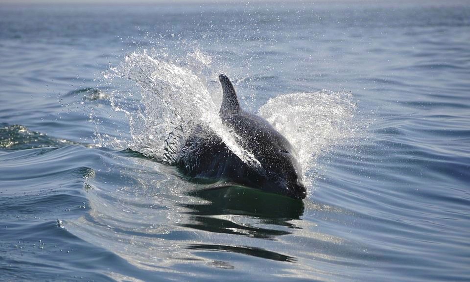 Enjoy 90 Min Dolphin Manatee River Tour for One or Two