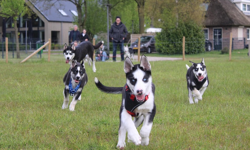 Image 2: Wandel, speel of knuffel met Husky’s  + optioneel een high tea