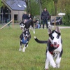 Image 2: Wandel, speel of knuffel met Husky’s  + optioneel een high tea