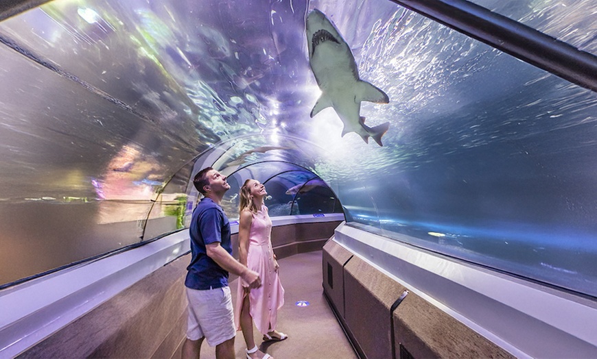 Image 8: Save 20% on SEA LIFE Sunshine Coast   Weekends Included! Adult & Child